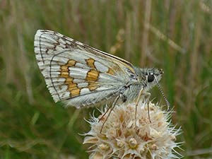 Yellow-banded Skipper [i]Pyrgus sidae[/i] in W Gredos: June 2014
